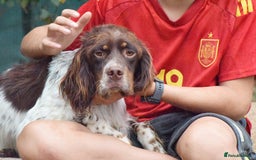 English Setter dogs for adoption: Vito  - Image 6