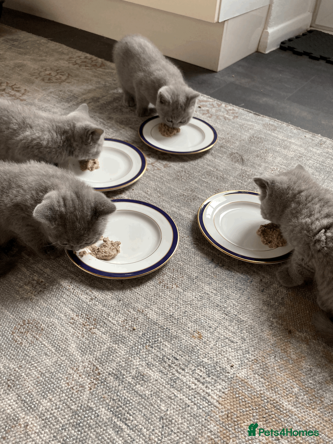 British Shorthair cats for sale: British Shorthair Blue Kittens – (2 boys, 2 girls) - Advert 2