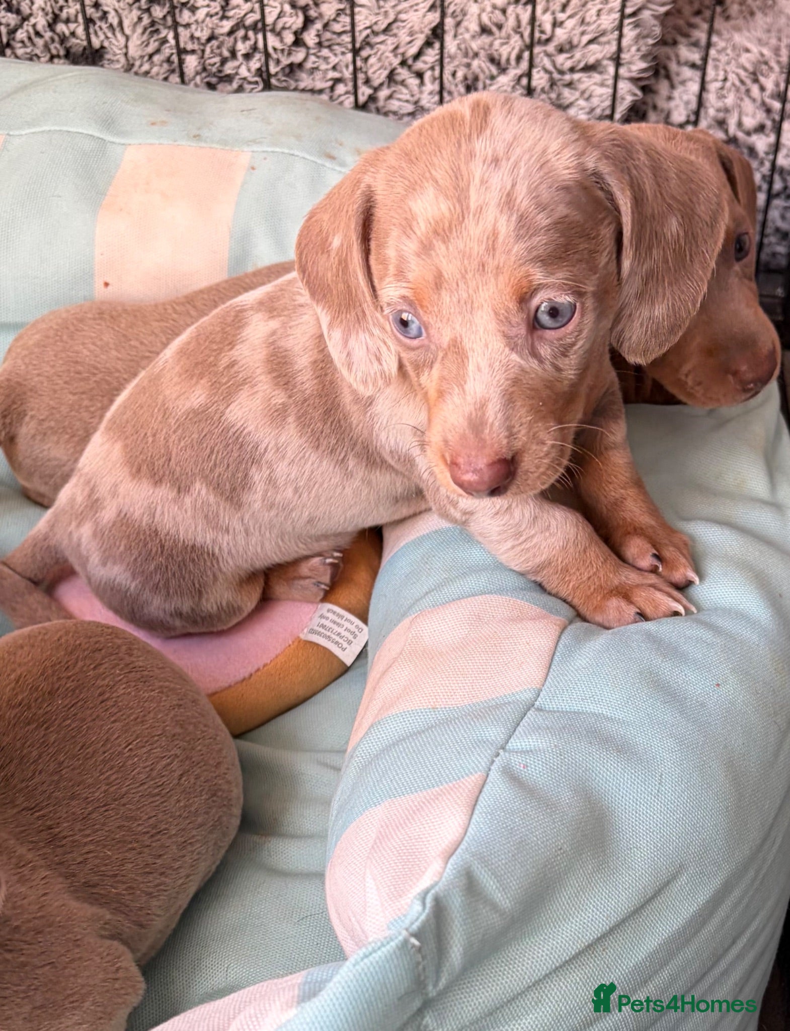 Miniature Dachshund dogs Rainbow minture dachshunds  - Advert 6