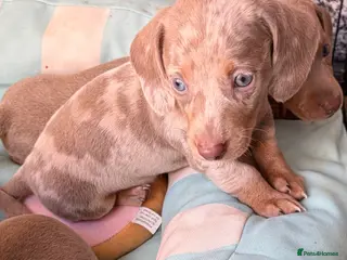Miniature Dachshund dogs Rainbow minture dachshunds - Advert 9