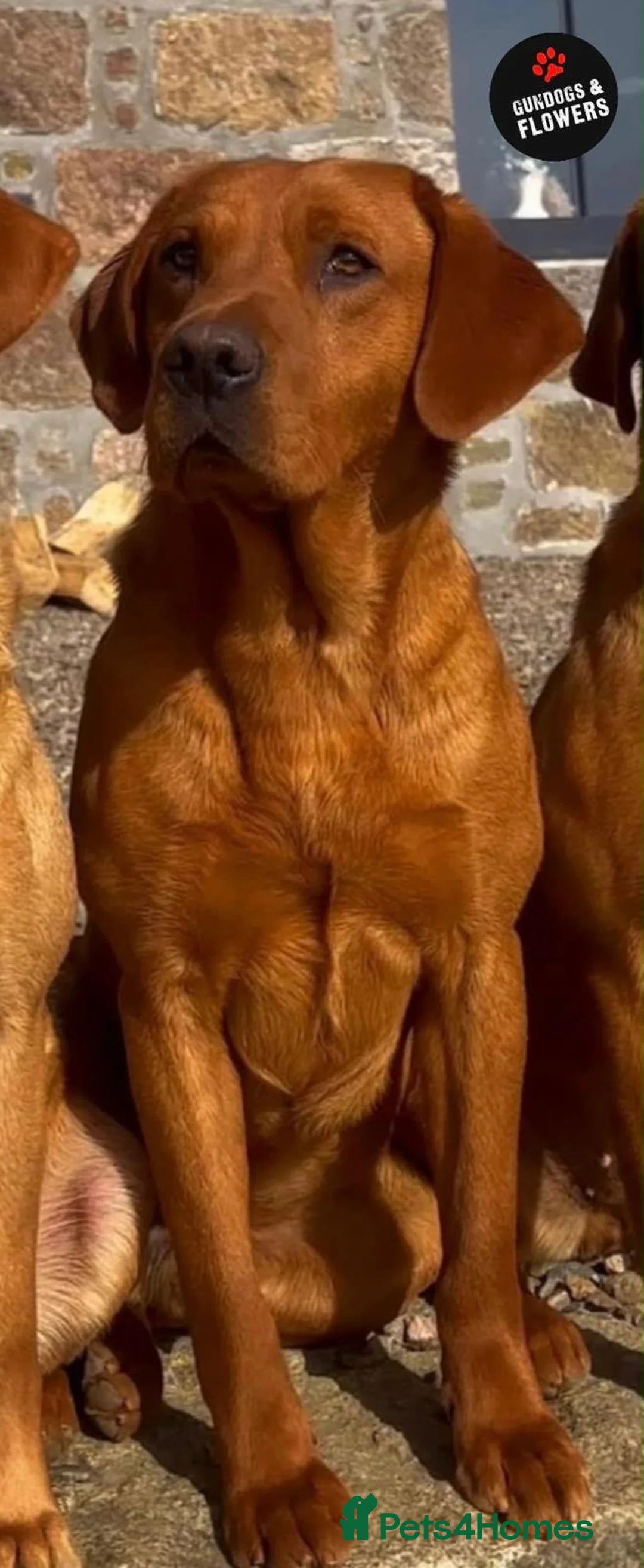 Labrador Retriever dogs for sale: Kc fox red Labrador puppy’s  - Advert 15