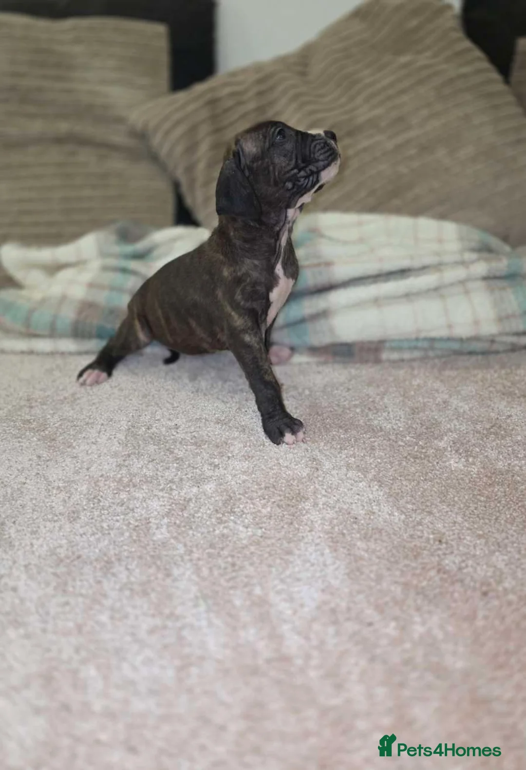 Presa Canario dogs for sale: Dual Purpose Presa Canario Puppies for Homing - Advert 10