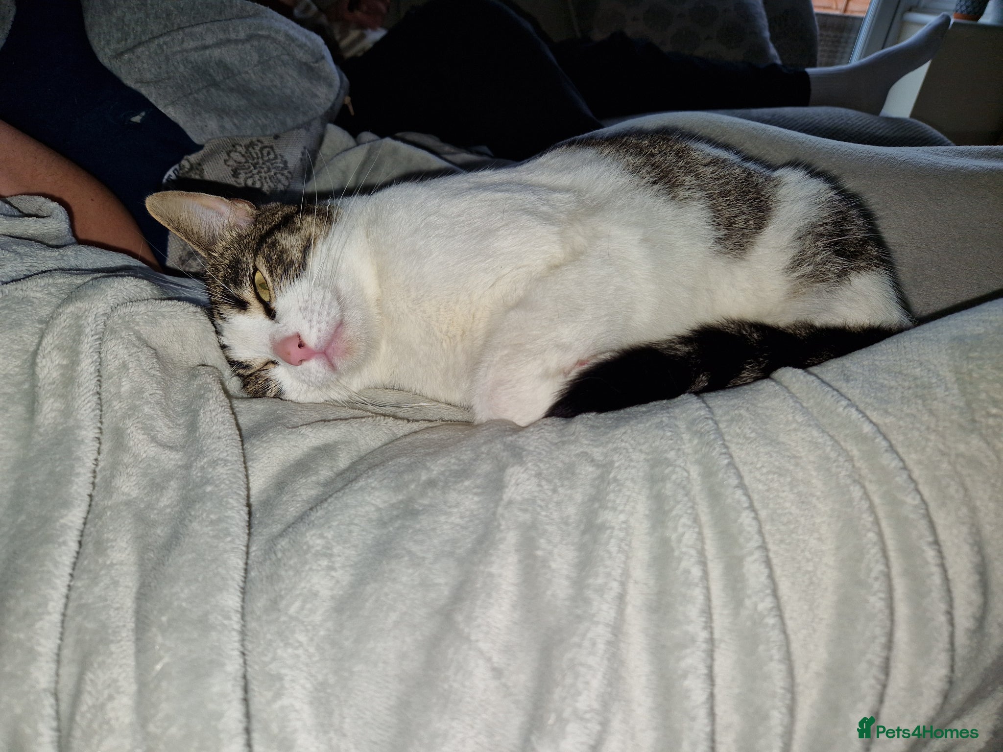 Domestic Shorthair cats for sale: Beaux in Wellingborough - Advert 8