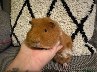 Guinea Pig rodents Gorgeous 6 month Teddy Guinea pig - Advert 1