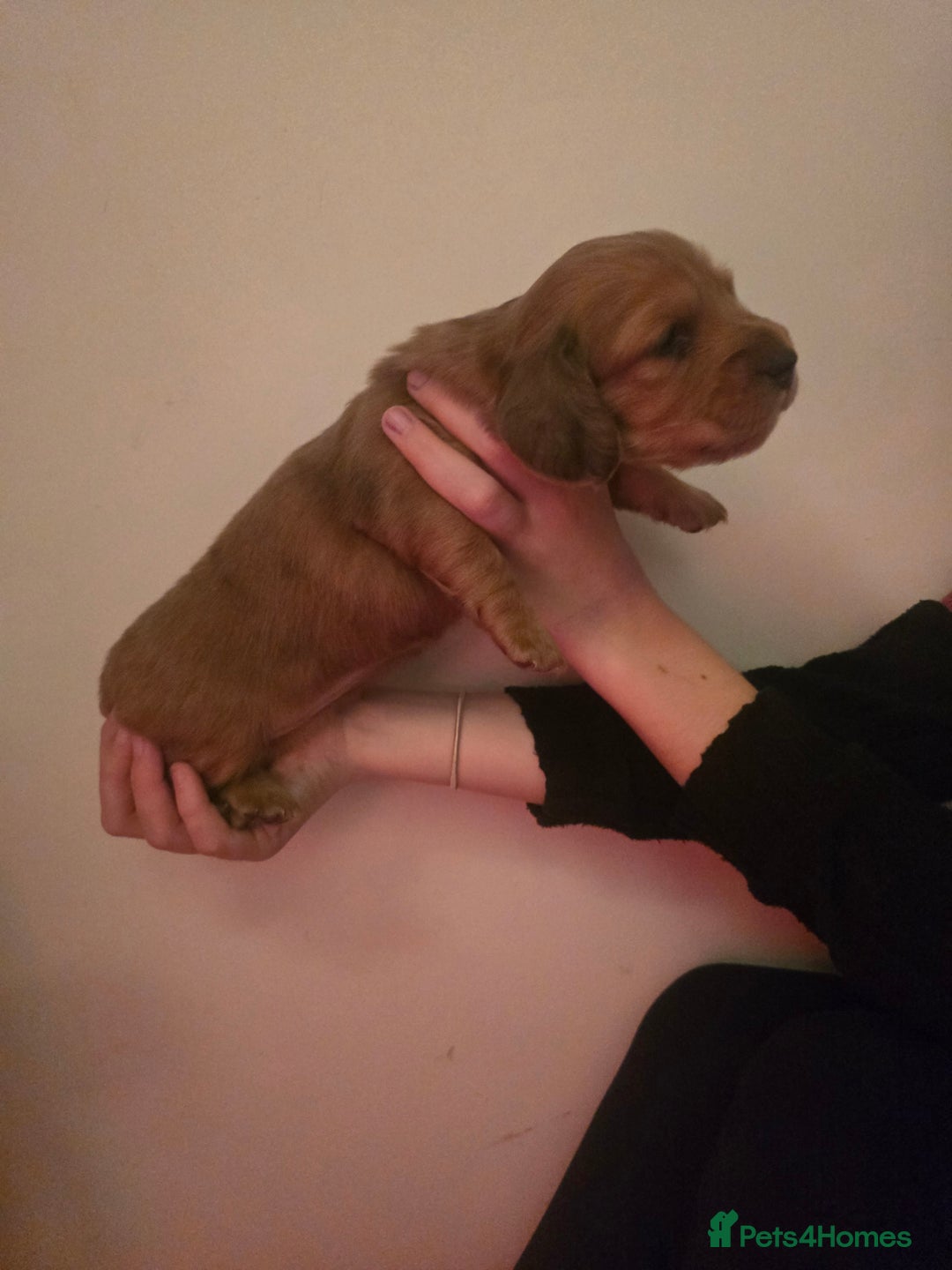 Miniature Dachshund dogs for sale: Miniature Long-Haired Dachshund - Advert 19