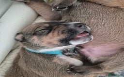 Mixed Breed dogs for sale: Lurcher x staff  in Sturminster Newton - Image 30