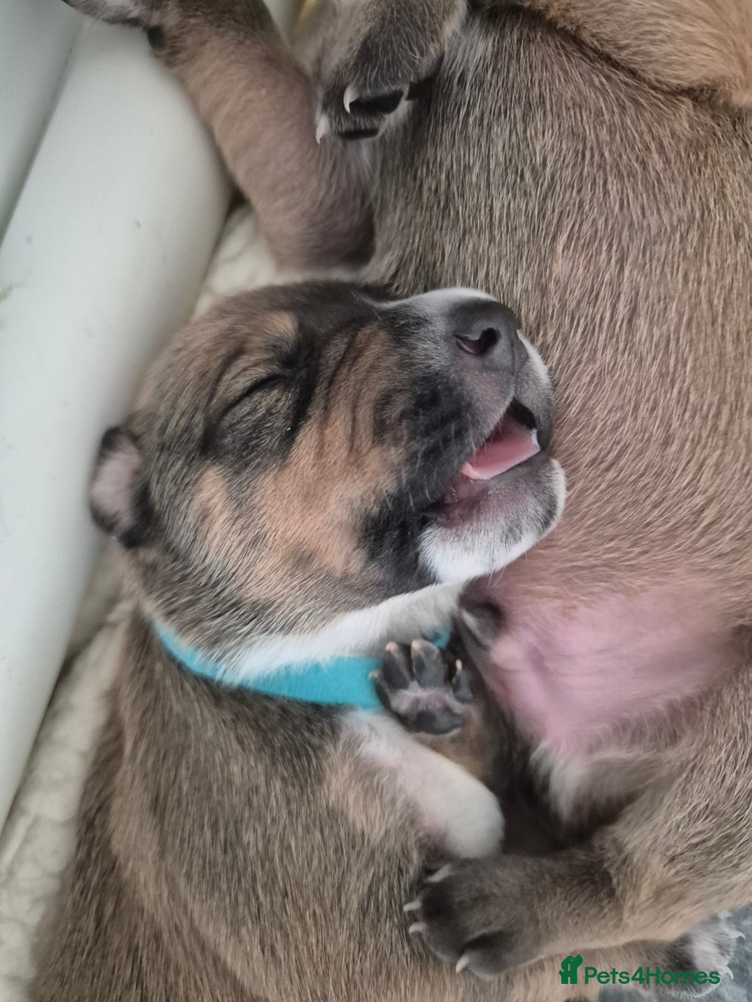Mixed Breed dogs for sale: Lurcher x staff  in Sturminster Newton - Image 30