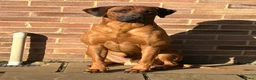 Rhodesian Ridgeback dogs for sale: International a world champion bloodlines - Advert 9