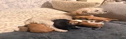 Mixed Breed dogs for sale: Pomeranian cross puppies  in Swindon - Advert 1
