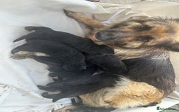 German Shepherd dogs for sale: £1000 - Image 10
