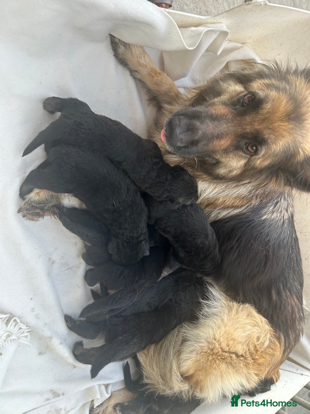 German Shepherd dogs for sale: £1000 - Image 10