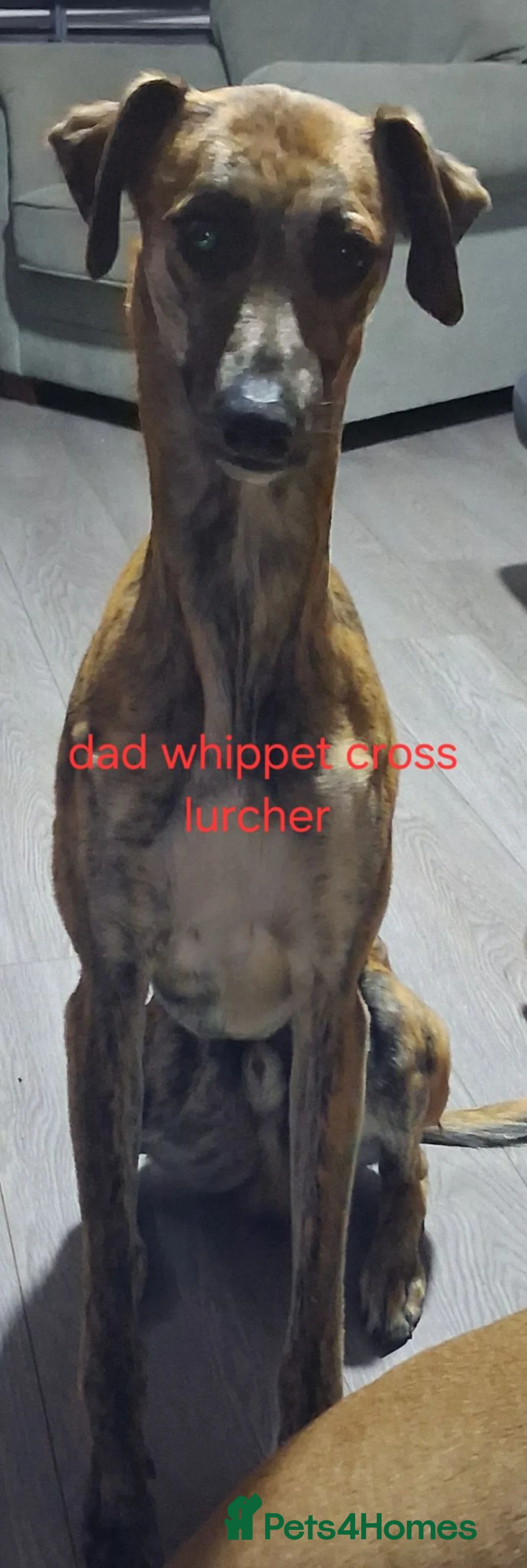 Mixed Breed dogs for sale: Bull x whippet  - Advert 14