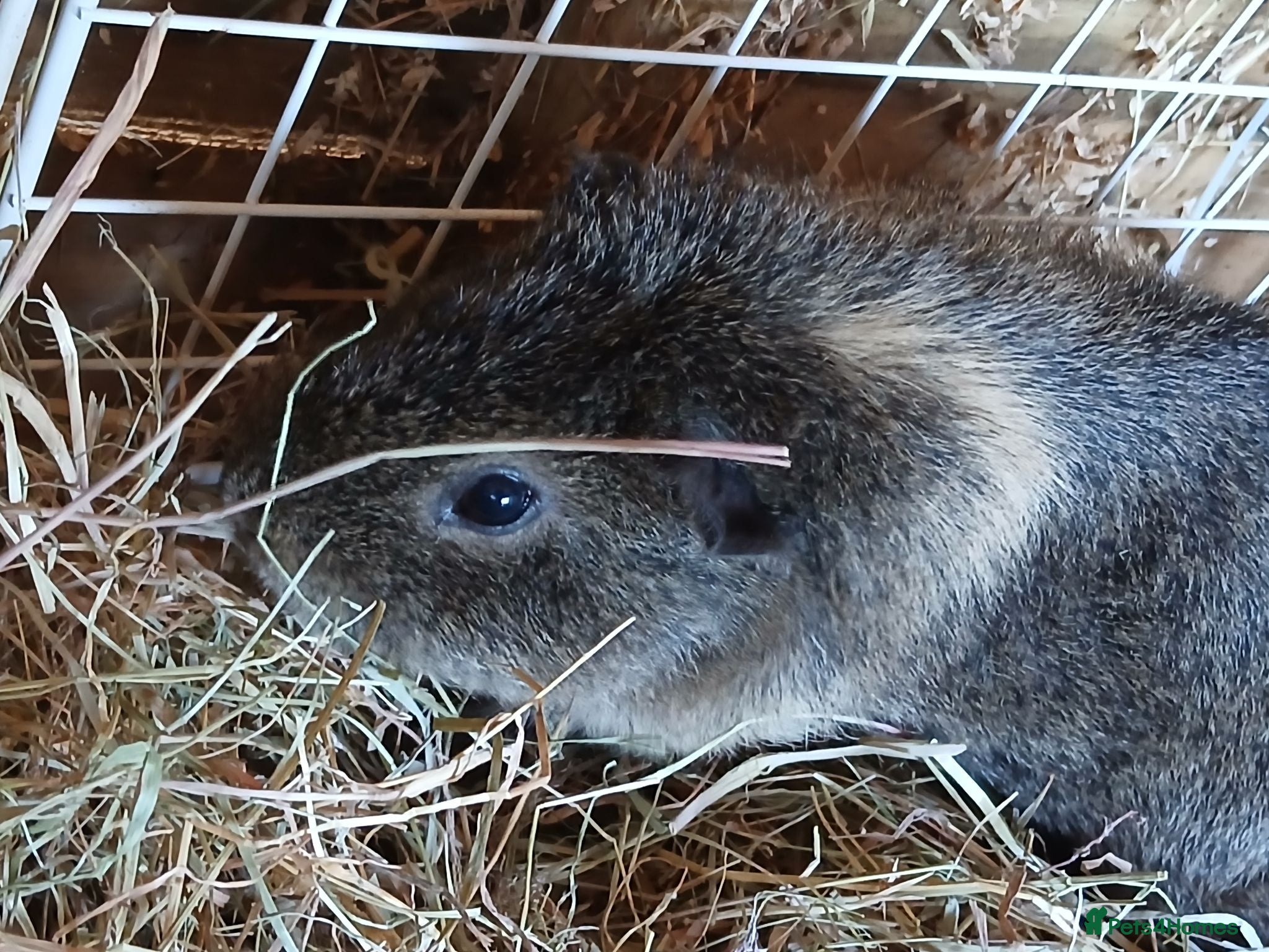 Guinea Pig rodents Bonded boar guinea pigs for sale - Advert 2