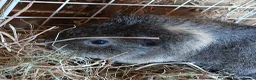 Guinea Pig rodents for sale: Bonded boar guinea pigs for sale - Advert 2