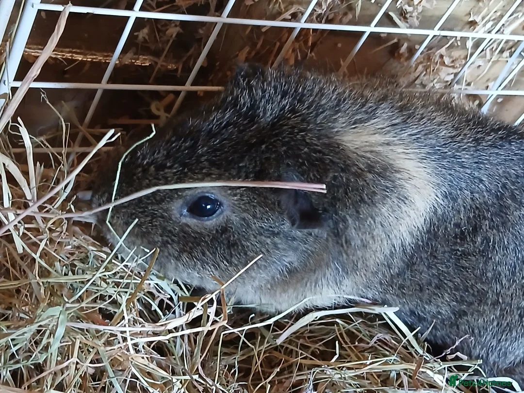 Guinea Pig rodents for sale: Bonded boar guinea pigs for sale - Advert 2
