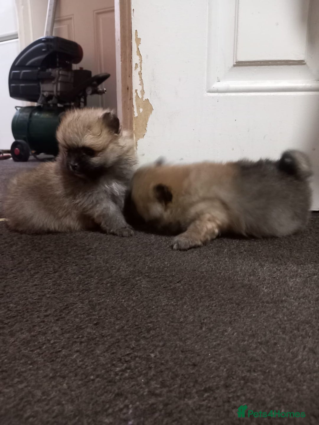 Pomeranian dogs for sale: Puppy’s for sale 8 weeks old  - Advert 8