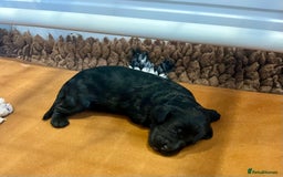 Cockapoo dogs for sale: Beautiful F1b Cockapoo puppies  - Image 2