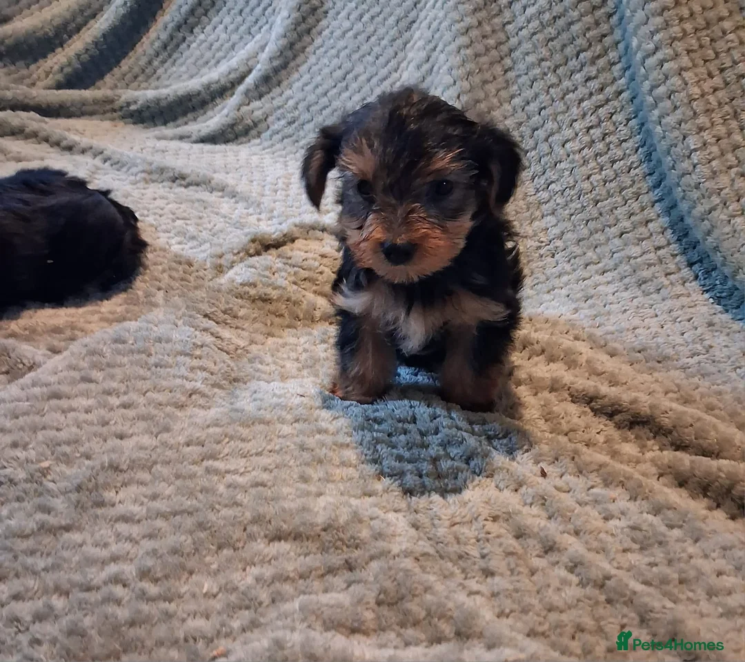 Yorkshire Terrier dogs for sale: Yorkshire terrier puppies  in Coventry - Advert 3