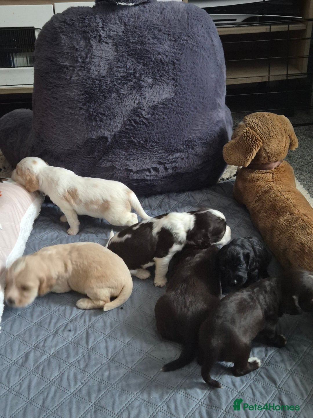 Sprocker dogs for sale: Sprockers - Image 23