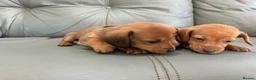 Miniature Dachshund dogs for sale: 🏆💙💖 KC REG 5 STAR BREEDER💙💖🏆CREAM - Advert 12