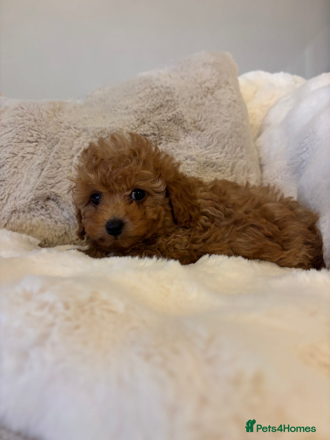 Toy Poodle dogs for sale: Asian x toy poodles available  - Advert 4