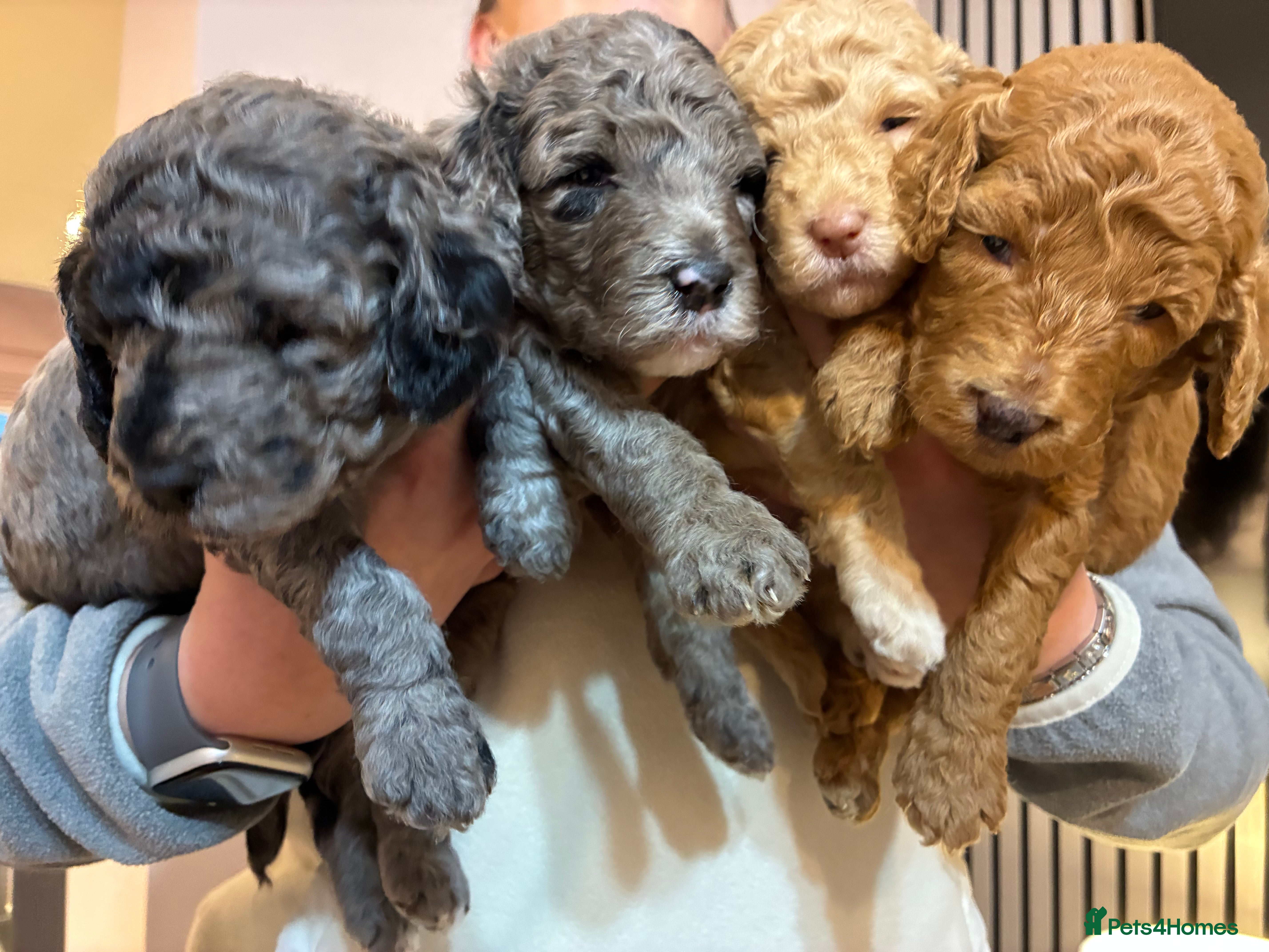 Mini Goldendoodle dogs Stunning Mini Goldendoodles - Advert 1