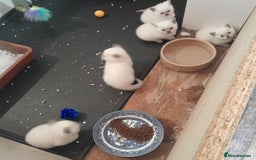 British Shorthair cats for sale: British Shorthair Kittens - Lilac Point - Image 10