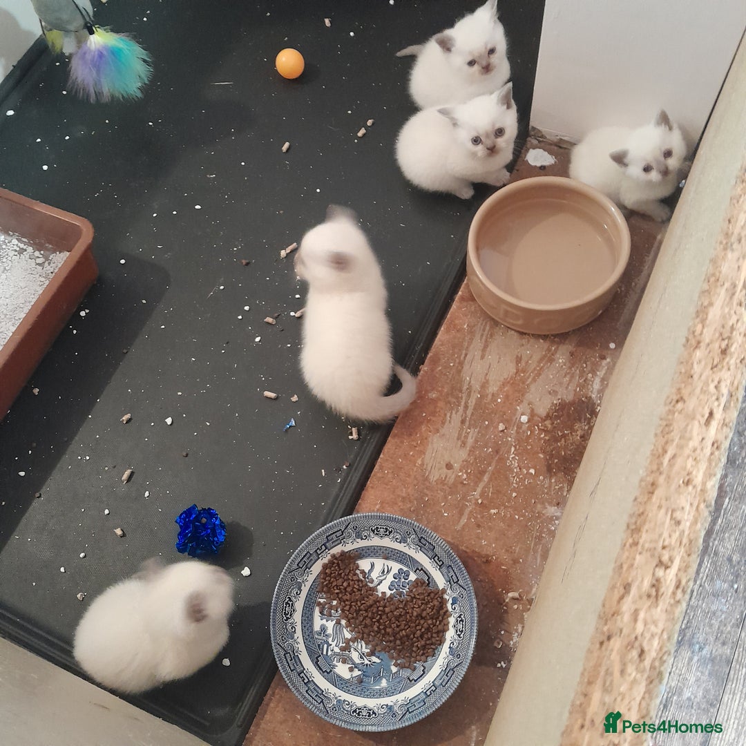 British Shorthair cats for sale: British Shorthair Kittens - Lilac Point - Image 10