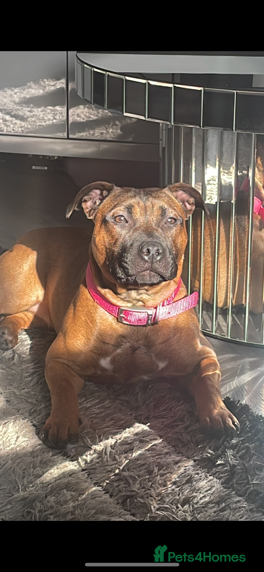 Staffordshire Bull Terrier dogs for sale: Beautiful chunky red staffys  - Advert 20