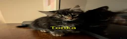 Domestic Shorthair cats for sale: READY TO LEAVE NOW🩵🩷 - Advert 15