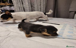 Mixed Breed dogs for sale: 3 chorkie boys left for sale - Image 3
