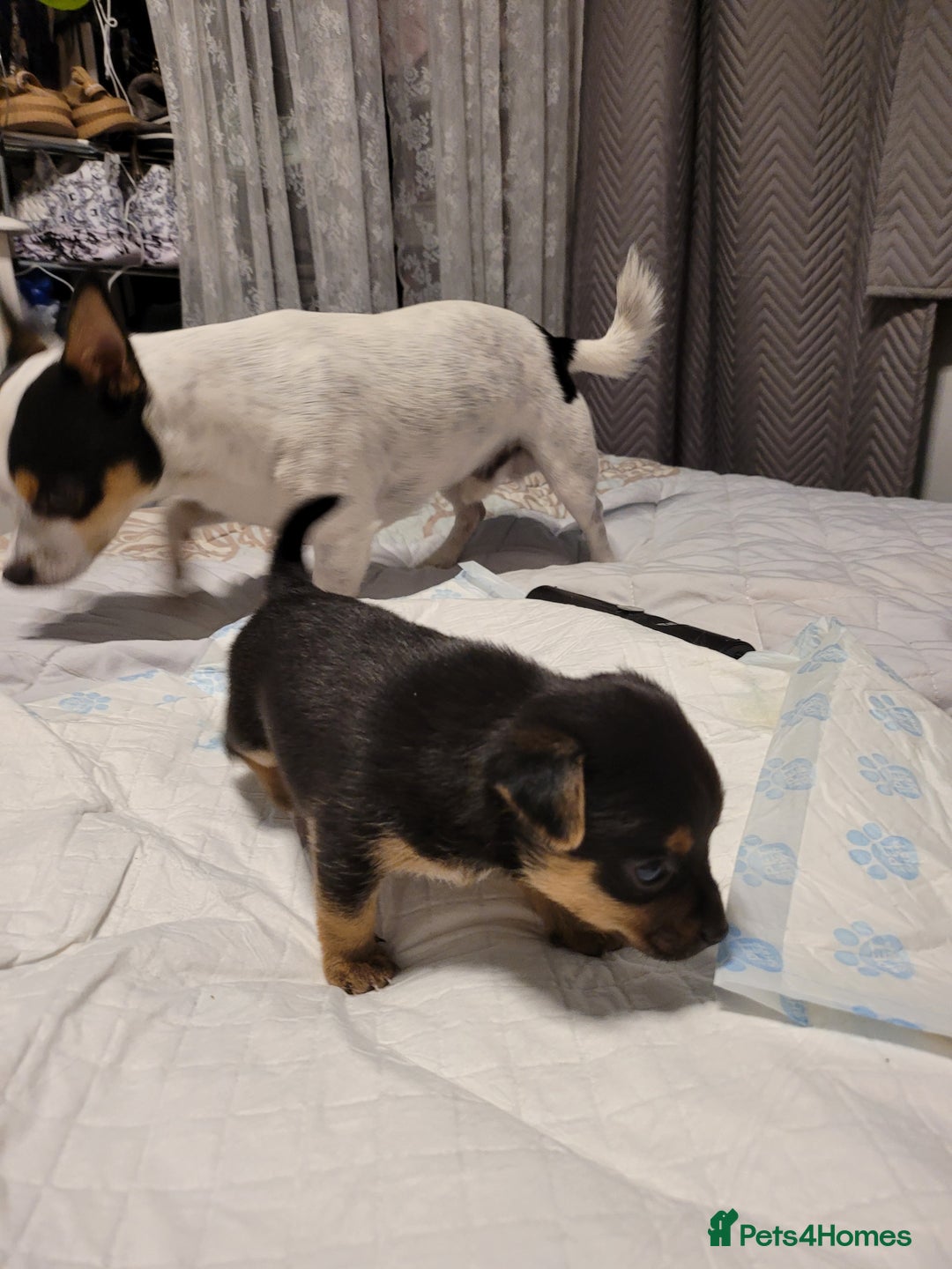Mixed Breed dogs for sale: 3 chorkie boys left for sale - Image 3