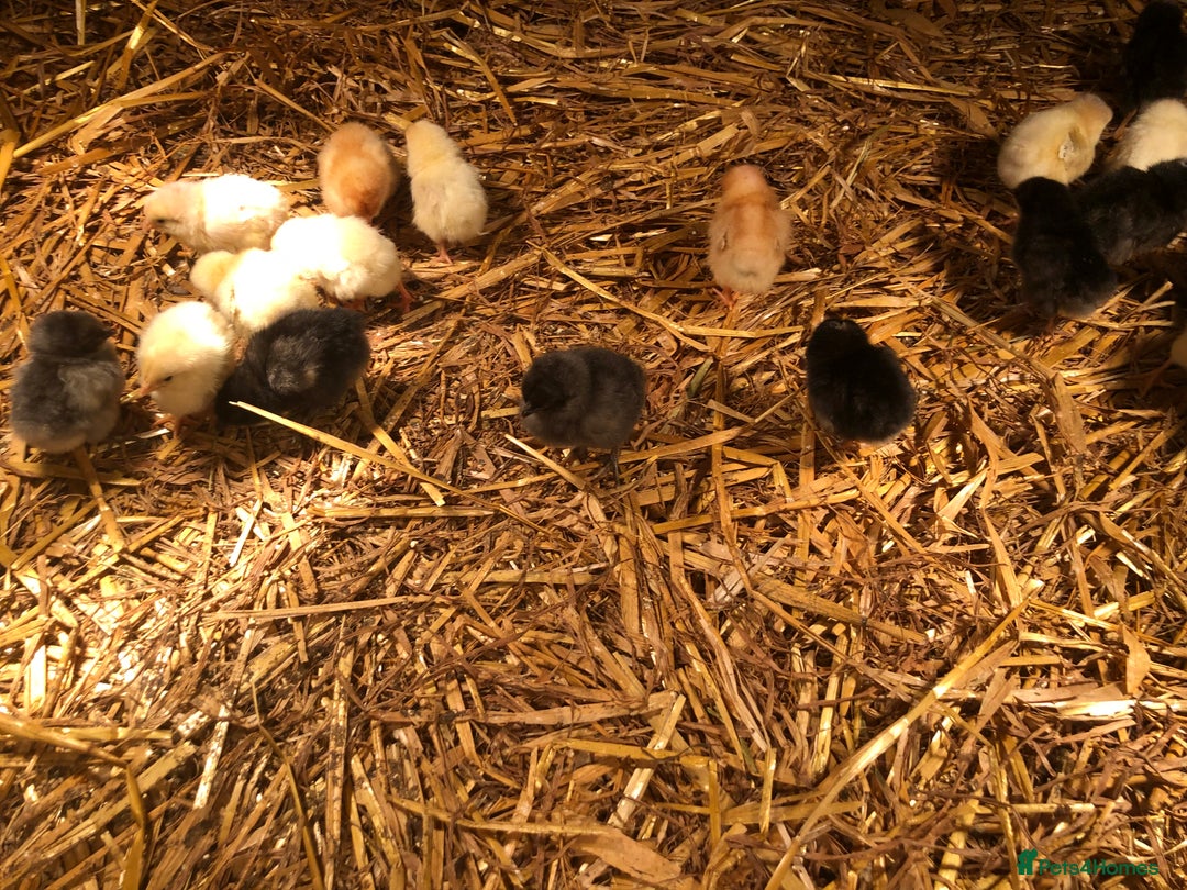 Chickens poultry for sale: Sexed pullet chicks. Blue, brown, white layer  - Advert 16