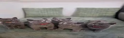 British Shorthair cats for sale: Adorable GCCF Registered British Shorthair Kittens - Advert 1