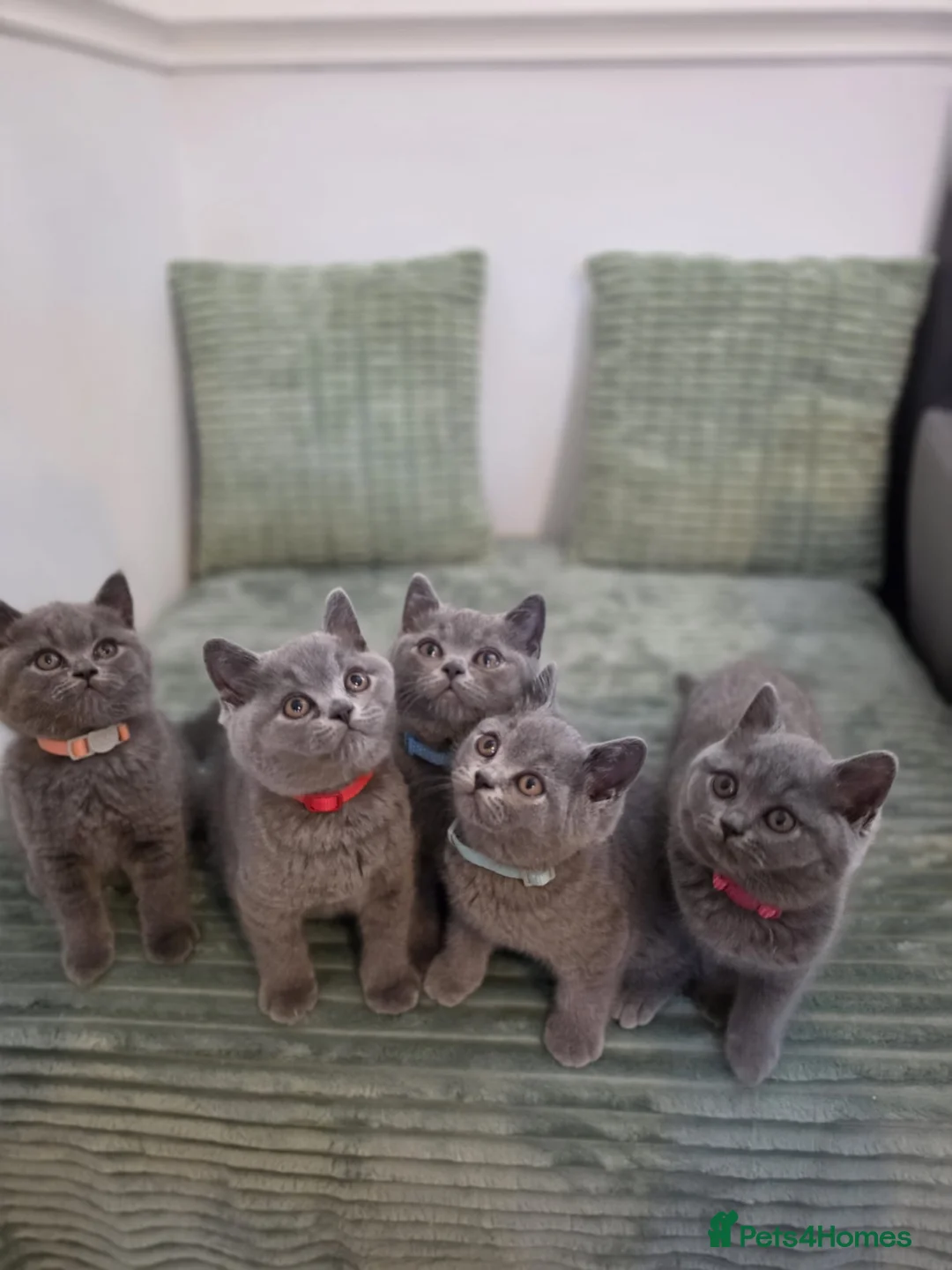 British Shorthair cats for sale: Adorable GCCF Registered British Shorthair Kittens - Advert 1