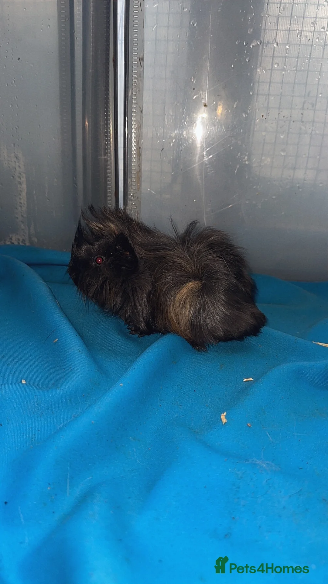 Guinea Pig rodents for sale: Guniea pigs  - Advert 31