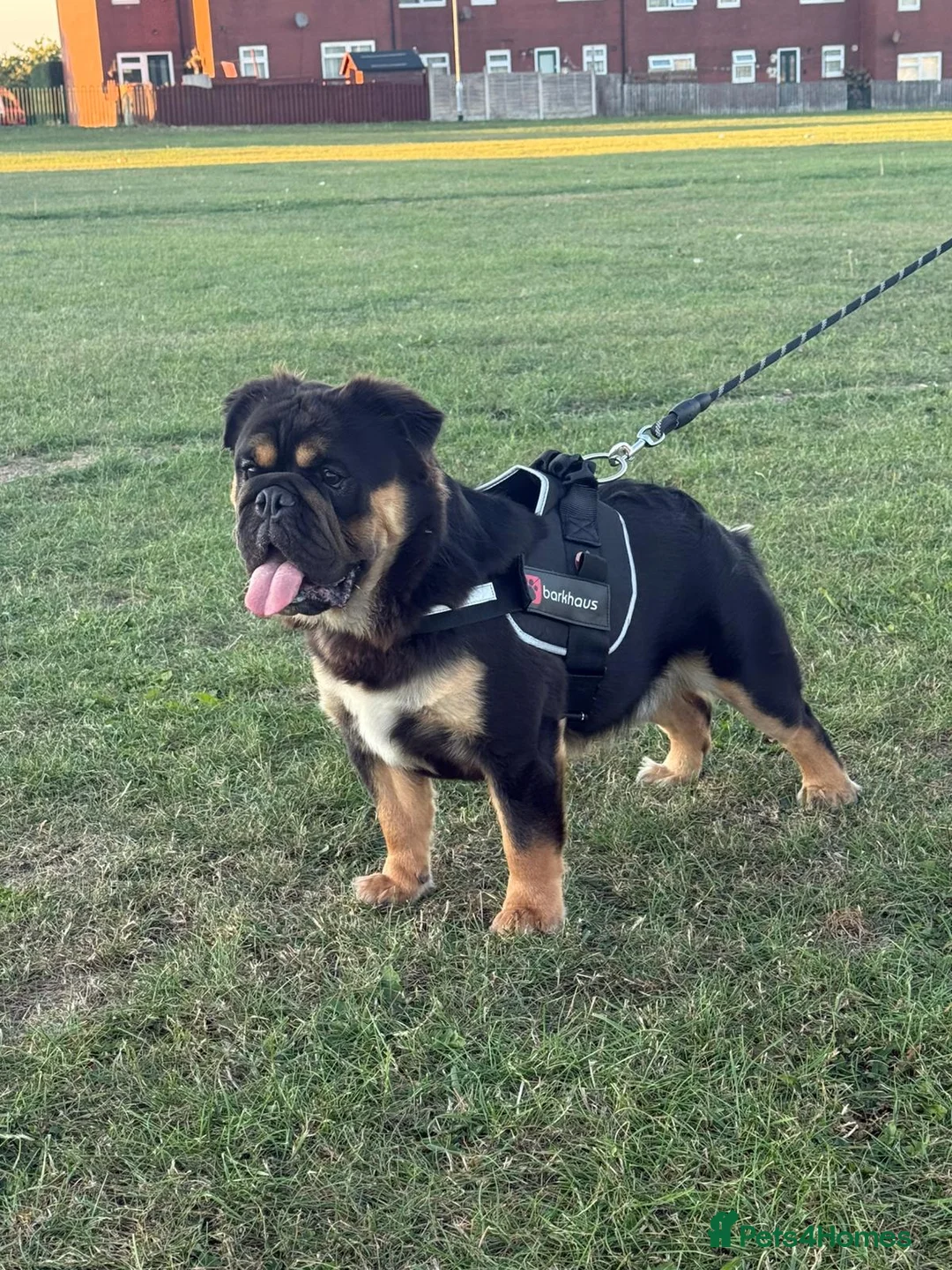 English Bulldog dogs for stud: Fluffy English bulldog for stud - Advert 4