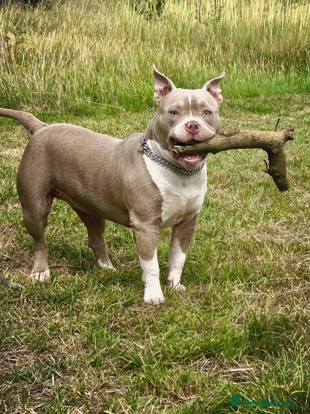 American Bully dogs for sale: American pocket bully bitch  - Advert 7