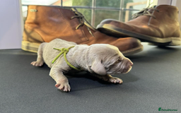 Weimaraner dogs for sale: 🐾Adorable KC Registered Weimaraner Puppies🐾 - Image 27