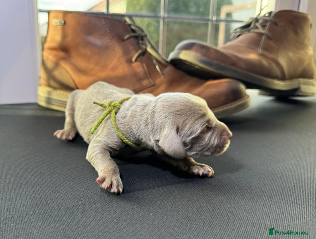 Weimaraner dogs for sale: 🐾Adorable KC Registered Weimaraner Puppies🐾 - Image 27