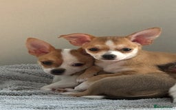 Chihuahua dogs for sale: Our beautiful Chihuahua puppies  - Image 1