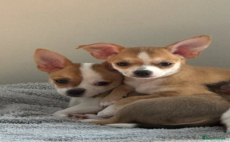 Chihuahua dogs - Advert 6