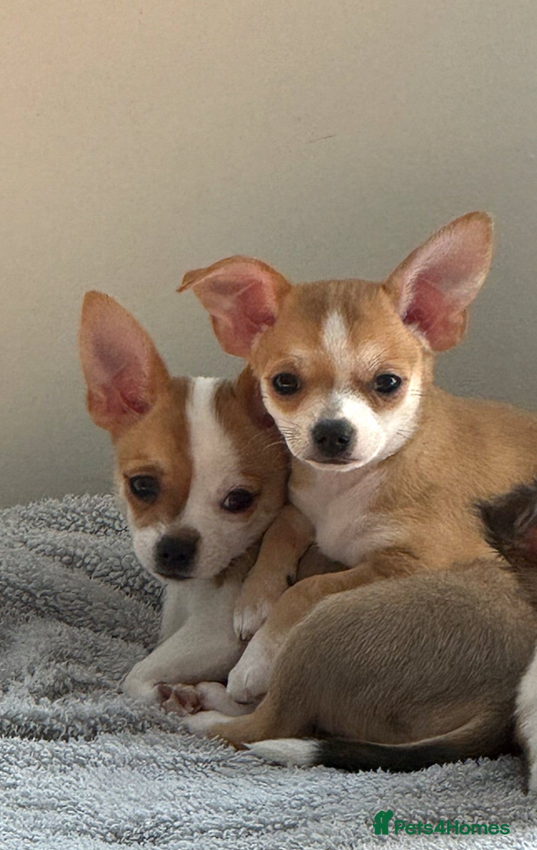 Chihuahua dogs for sale: Our beautiful Chihuahua puppies  - Image 1