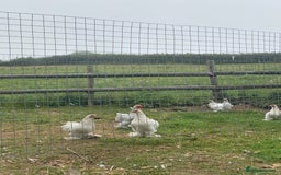 Chickens poultry for sale: Bantams for sale - Image 6