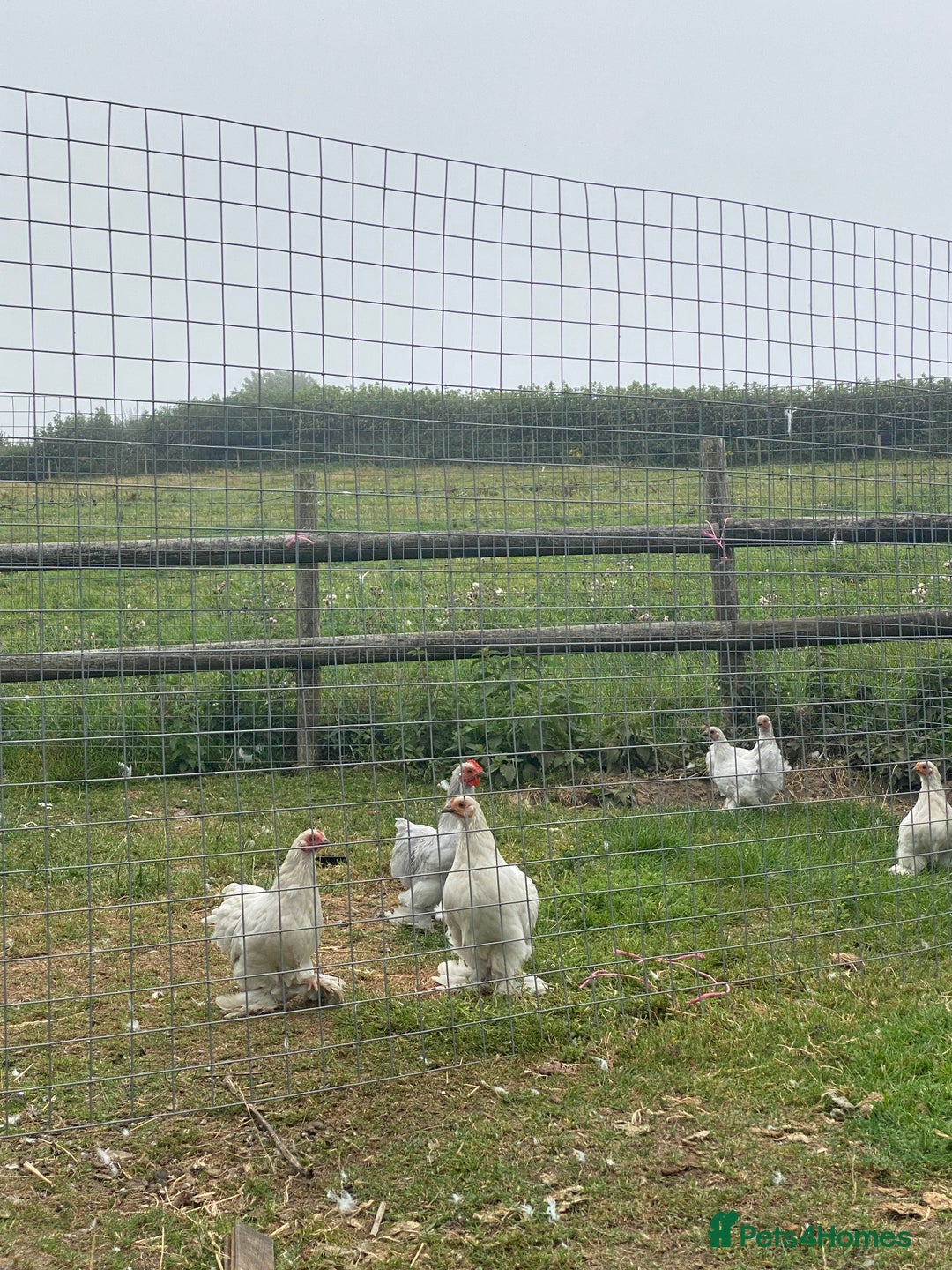 Chickens poultry for sale: Bantams for sale - Image 6