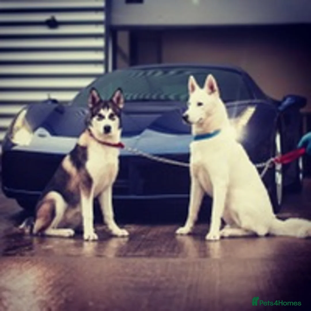 Siberian Husky dogs for stud: Ghost in Southall - Advert 6