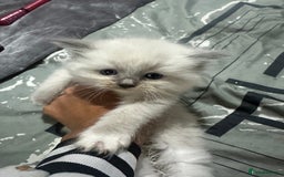 Ragdoll cats for sale: 5 blue eye fluffy ragdoll kittens  - Image 14