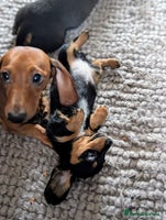 Miniature Dachshund dogs - Advert 7