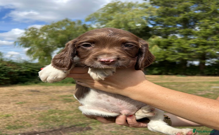 English Springer Spaniel dogs - Advert 9