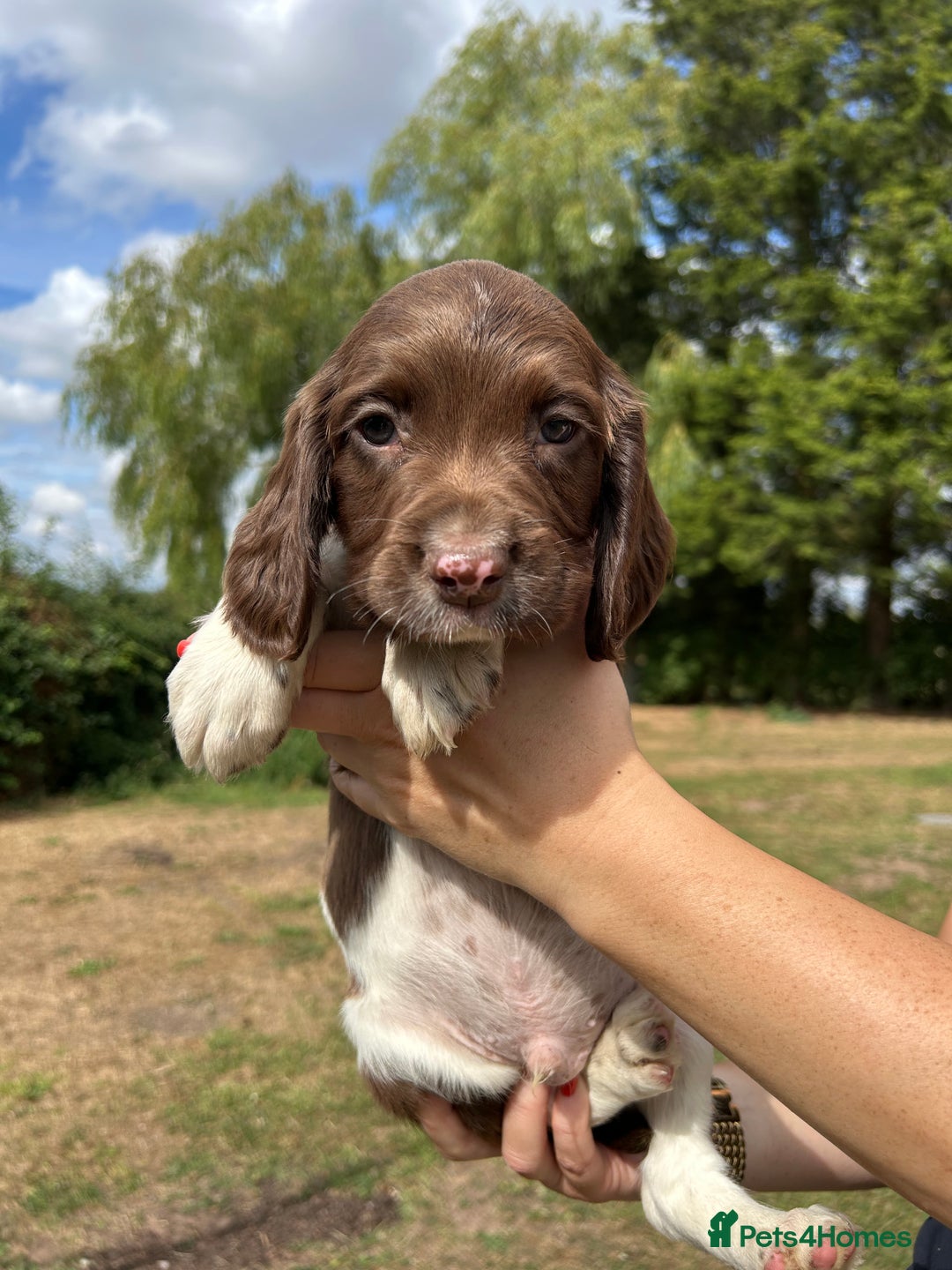 English Springer Spaniel dogs for sale: KC Working Springer Spaniel Puppies - Image 1